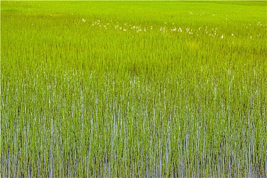 xổ số điện toán 123
